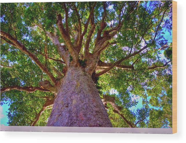 Kauri Tree Wood Print featuring the photograph Kauri Tree #1 by Harry Strharsky