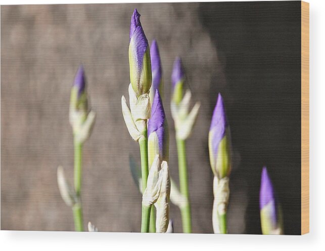 Image Of Lavender Iris Buds Wood Print featuring the photograph Lavender Iris Buds #1 by Mary McAvoy