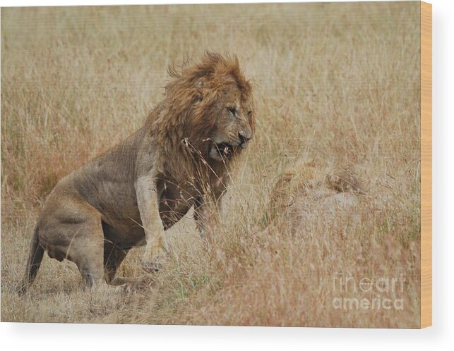 Lion Wood Print featuring the photograph Lion #1 by Alan Clifford