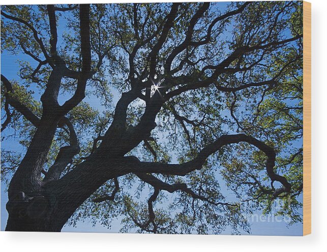 Tree Wood Print featuring the photograph Looking Up by Nicola Fiscarelli