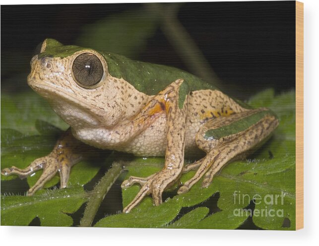 Frog Wood Print featuring the photograph Monkey Frog #1 by Dante Fenolio
