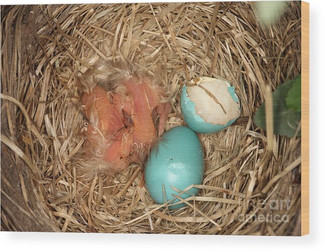 Robin Egg Wood Print featuring the photograph Newborn Robin Nestlings #1 by Ted Kinsman