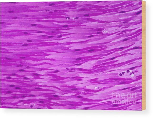 Muscle Wood Print featuring the photograph Primate Histology #1 by M. I. Walker