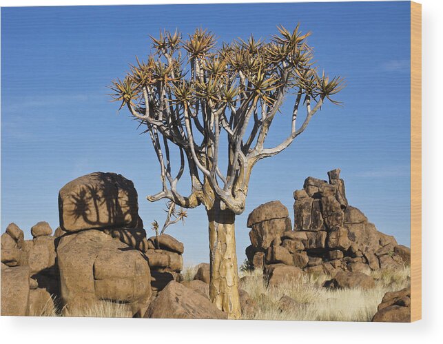 Africa Wood Print featuring the photograph Quivertree Shadow #1 by Michele Burgess