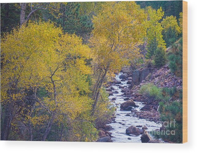 Autumn Wood Print featuring the photograph St Vrain Canyon and River Autumn Season Boulder County Colorado by James BO Insogna