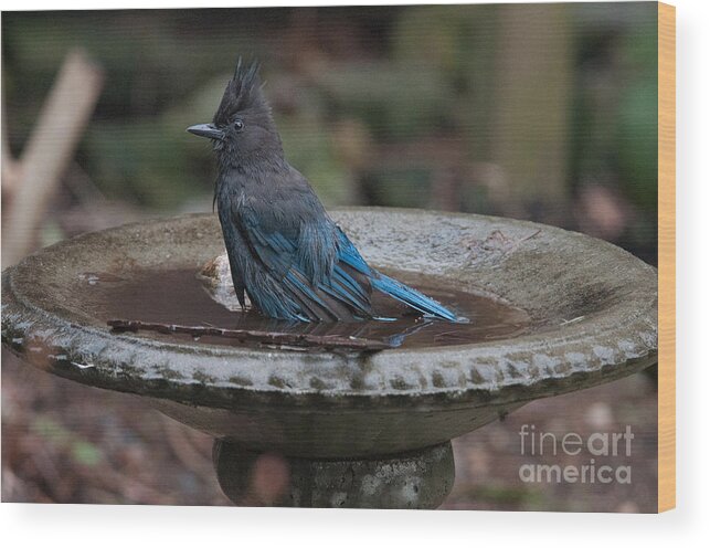 Animals Wood Print featuring the digital art Stellar Jay in the Birdbath #1 by Carol Ailles