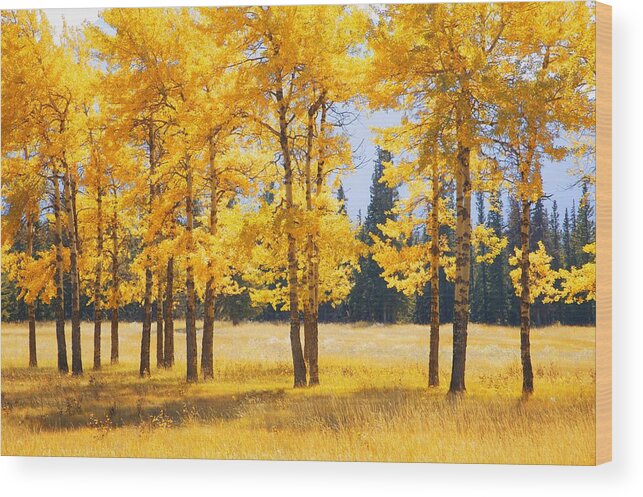 Autumn Colors Wood Print featuring the photograph Trees In Autumn #1 by Don Hammond