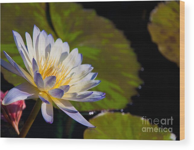 Flowers Wood Print featuring the photograph White flower #1 by Dejan Jovanovic