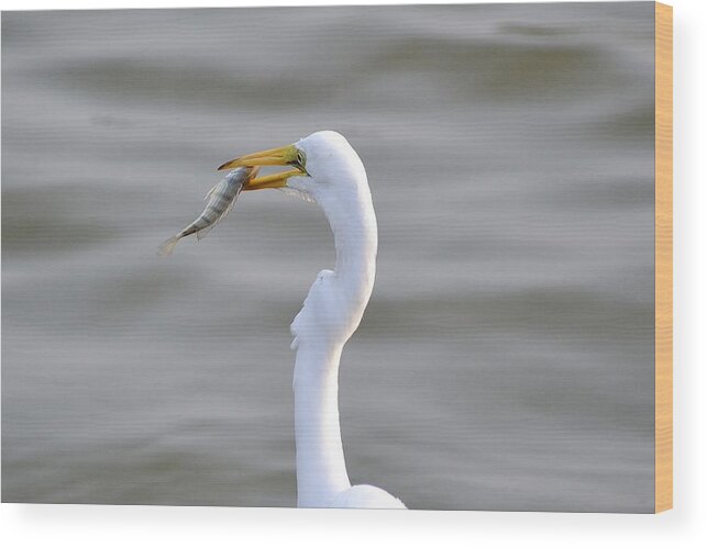 Bird Wood Print featuring the photograph White Heron #1 by Bill Hosford