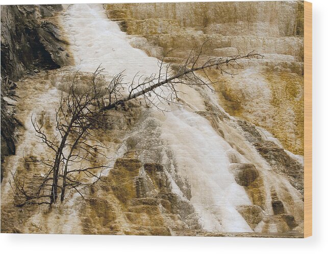 Mammoth Formations Wood Print featuring the photograph Yellowstone Color #1 by J L Woody Wooden