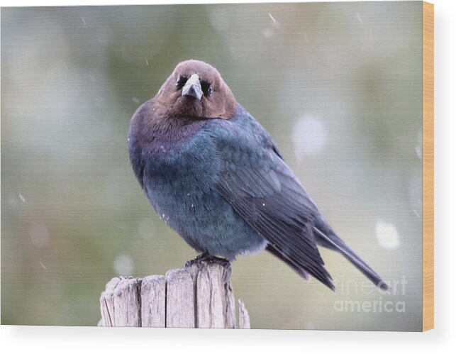 Nature Wood Print featuring the photograph Brown-headed Cowbird #10 by Jack R Brock