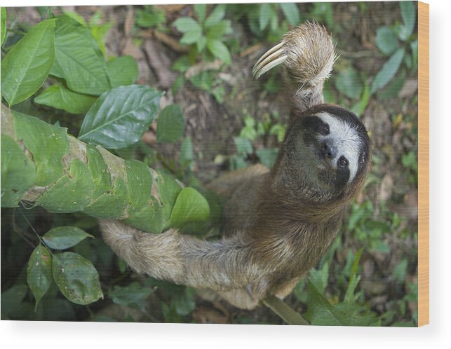 Mp Wood Print featuring the photograph Brown-throated Three-toed Sloth by Suzi Eszterhas