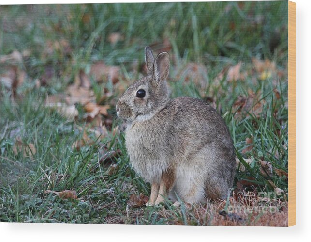 Nature Wood Print featuring the photograph Eastern Cottontail Rabbit #10 by Jack R Brock