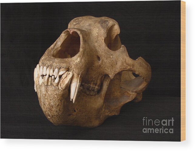 Alaskan Brown Bear Wood Print featuring the Kodiak Bear Skull #12 by Ted Kinsman