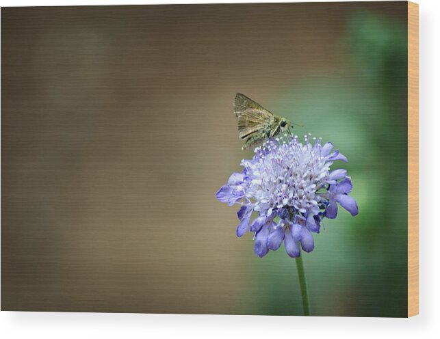 Skipper Moth Wood Print featuring the photograph 1205-8785 Skipper on a Butterfly Blue Pincushion Flower by Randy Forrester