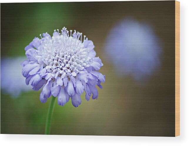 Butterfly Blue Pincushion Flower Wood Print featuring the photograph 1205-8794 Butterfly Blue Pincushion Flower by Randy Forrester