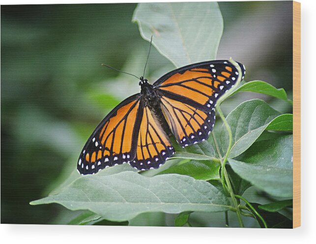 Viceroy Butterfly Wood Print featuring the photograph 1205-8934 Viceroy Butterfly in Spring by Randy Forrester