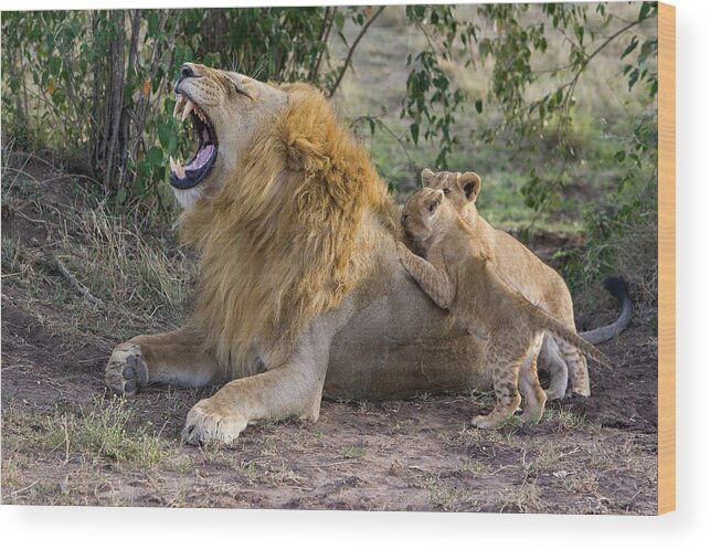Mp Wood Print featuring the photograph African Lion Panthera Leo Seven #2 by Suzi Eszterhas