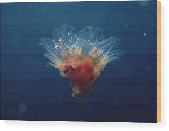 00084813 Wood Print featuring the photograph Arctic Jellyfish Off Baffin Island #2 by Flip Nicklin