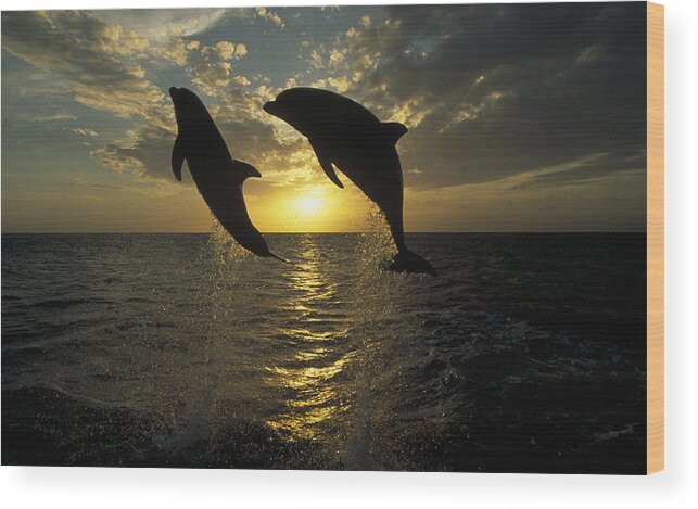 Mp Wood Print featuring the photograph Bottlenose Dolphin Tursiops Truncatus #2 by Konrad Wothe