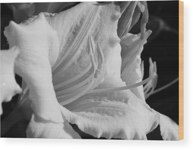 Flora Wood Print featuring the photograph Daylily in Black and White #2 by Bruce Bley