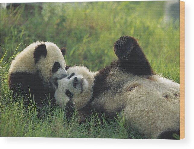 Mp Wood Print featuring the photograph Giant Panda Ailuropoda Melanoleuca #2 by Cyril Ruoso