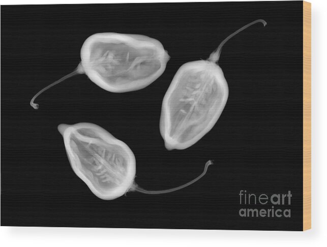 X-ray Wood Print featuring the Habanero Peppers #2 by Ted Kinsman