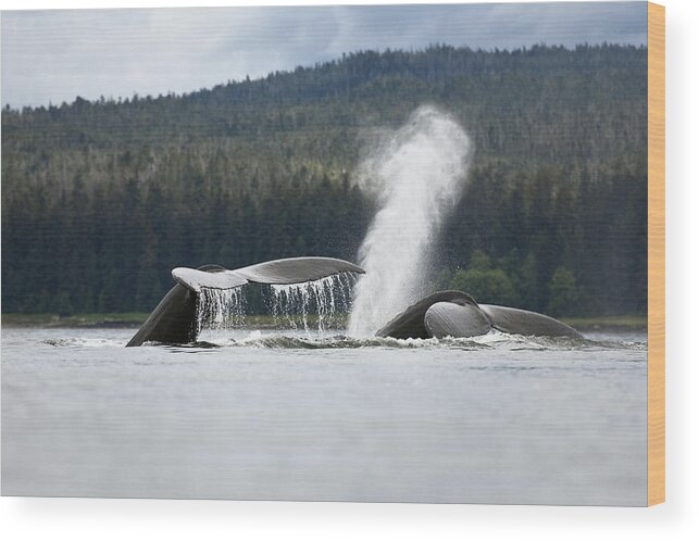 Mp Wood Print featuring the photograph Humpback Whale Megaptera Novaeangliae #2 by Konrad Wothe