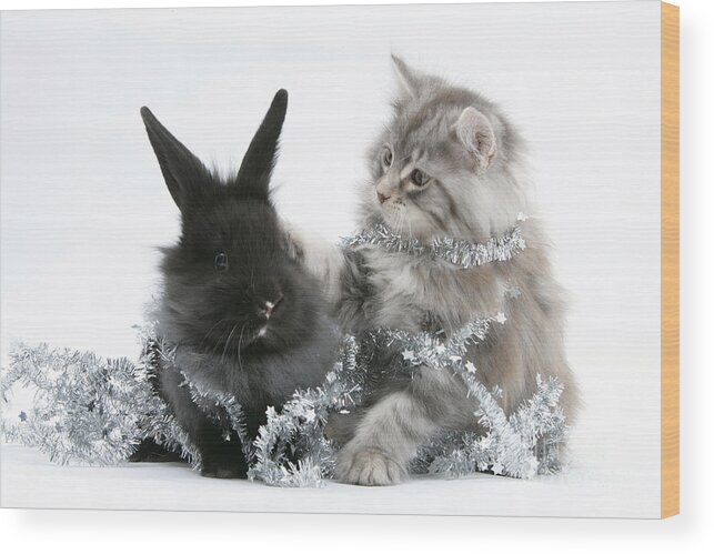 Animal Wood Print featuring the photograph Kitten And Rabbit Getting Into Tinsel #2 by Mark Taylor