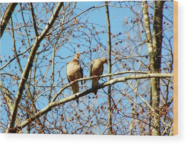 Morning Doves Wood Print featuring the photograph 2 Not Turtle Doves by Kim Galluzzo Wozniak