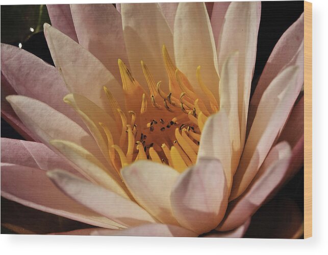 Kenilworth Aquatic Park Wood Print featuring the photograph Nymphaea 'Sunny Pink' #1 by Perla Copernik