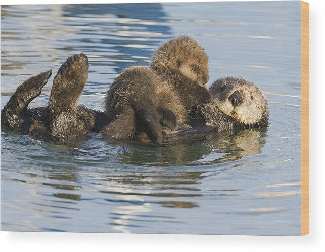 00429659 Wood Print featuring the photograph Sea Otter Mother And Pup Elkhorn Slough #2 by Sebastian Kennerknecht