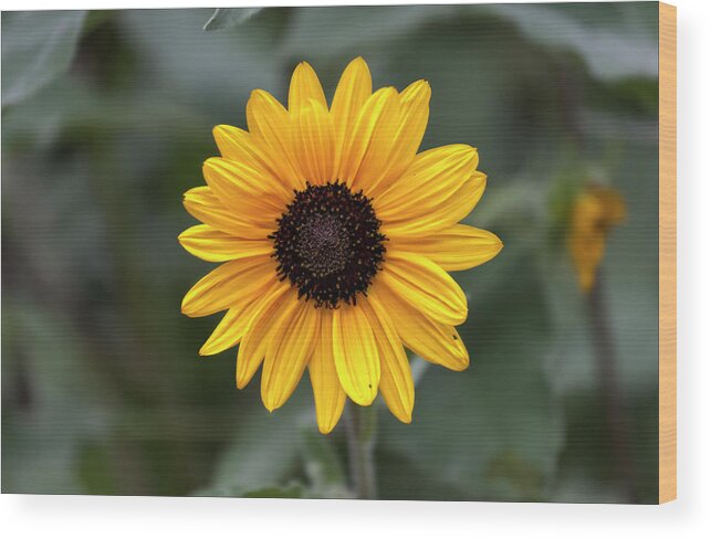 Sunflower Wood Print featuring the photograph Sunflower #2 by Robert Ullmann