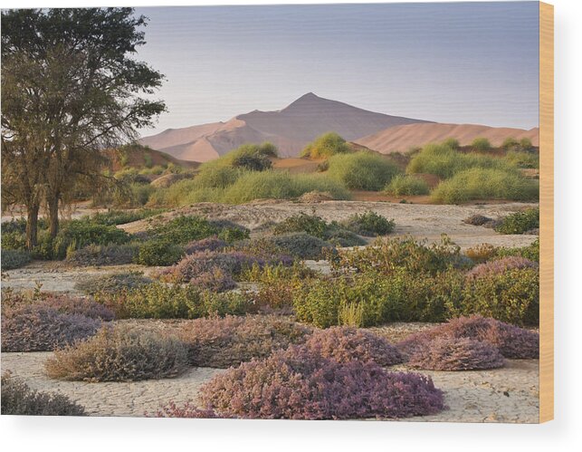 Africa Wood Print featuring the photograph Wildflowers at Sossusvlei #2 by Michele Burgess