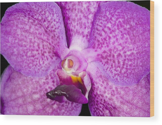 Orchid Wood Print featuring the photograph Exotic Orchid Flower #20 by C Ribet