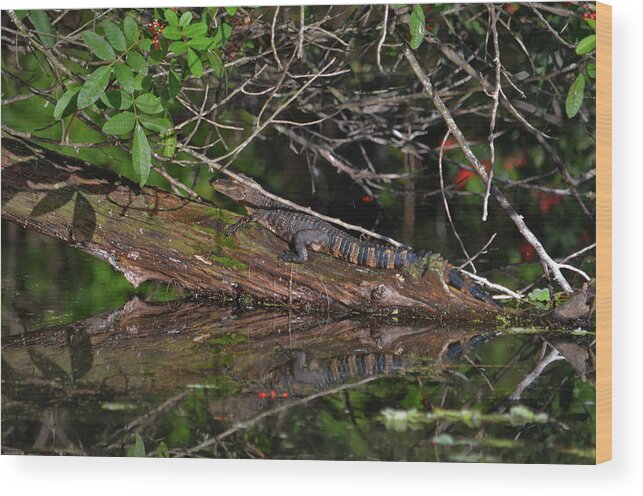 Wood Print featuring the photograph 27- Juvenile Alligator by Joseph Keane