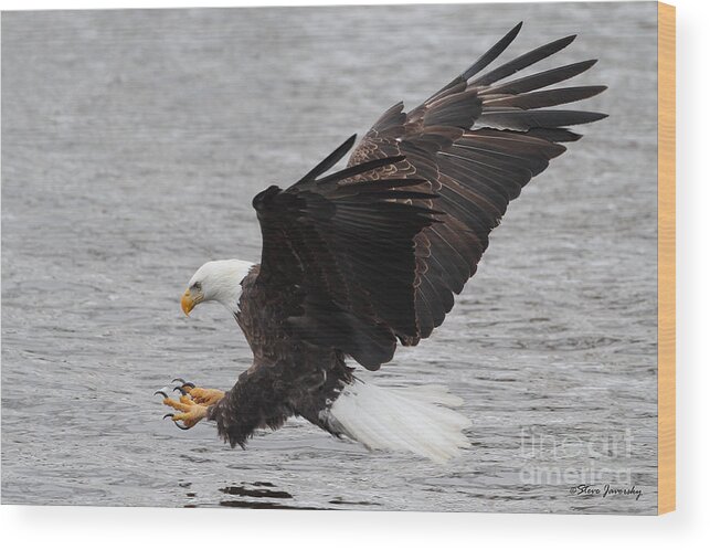 Bald Eagles Wood Print featuring the photograph Bald Eagle #28 by Steve Javorsky