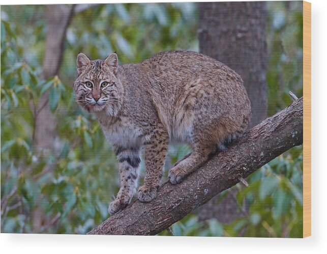 Bobcat Wood Print featuring the photograph Bobcat #3 by Dale J Martin