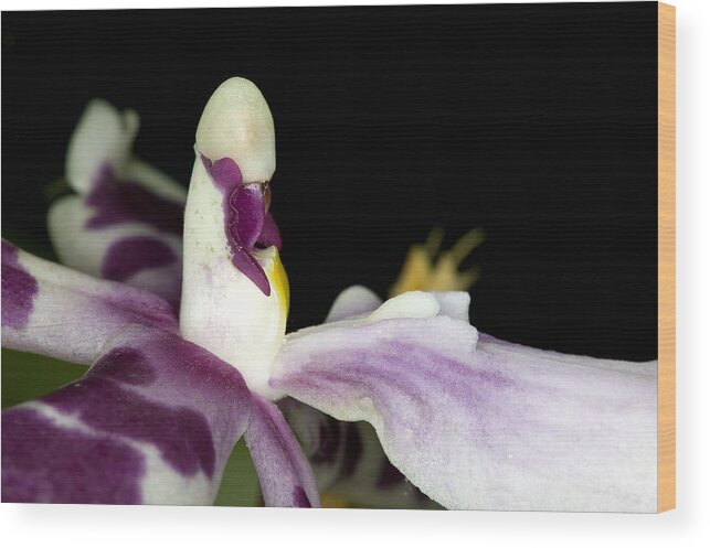 Orchid Wood Print featuring the photograph Exotic Orchid Flower #3 by C Ribet