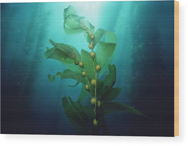 Channel Islands National Park Wood Print featuring the photograph Giant Kelp Macrocystis Pyrifera Forest #3 by Flip Nicklin