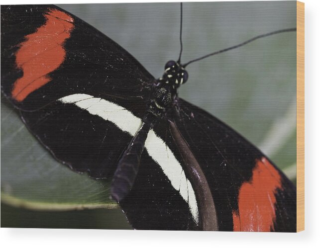 Postman Wood Print featuring the photograph Postman Butterfly #3 by Perla Copernik