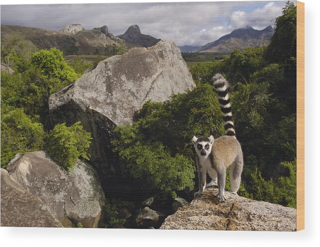 Mp Wood Print featuring the photograph Ring-tailed Lemur Lemur Catta Portrait #3 by Pete Oxford
