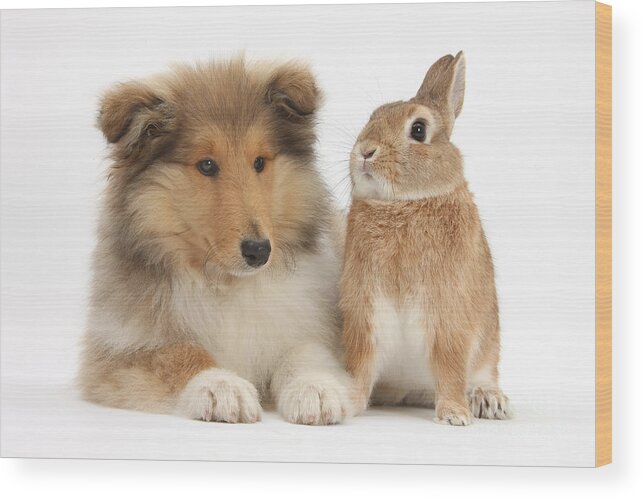 Fauna Wood Print featuring the photograph Rough Collie Pup With Rabbit #3 by Mark Taylor