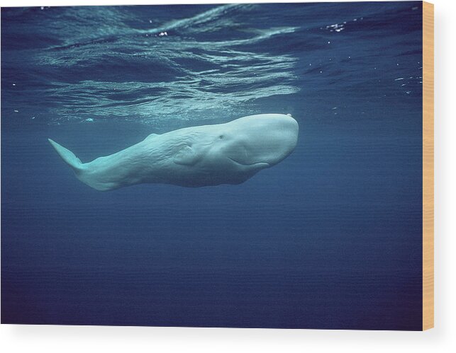 00270023 Wood Print featuring the photograph White Sperm Whale #2 by Hiroya Minakuchi
