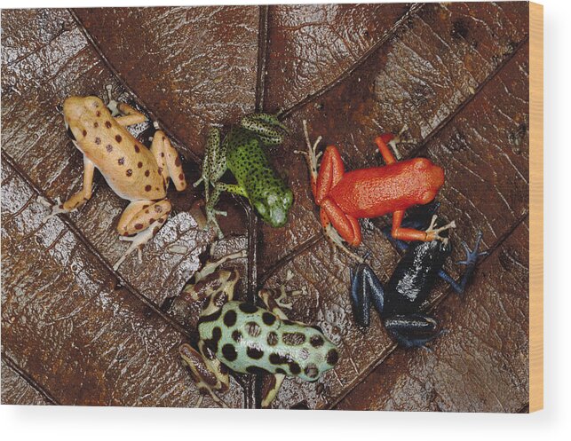 Mp Wood Print featuring the photograph Strawberry Poison Dart Frog Dendrobates #3 by Mark Moffett