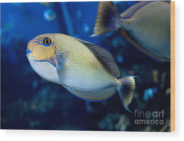 Aquarium Wood Print featuring the digital art Tropical Fish #3 by Carol Ailles