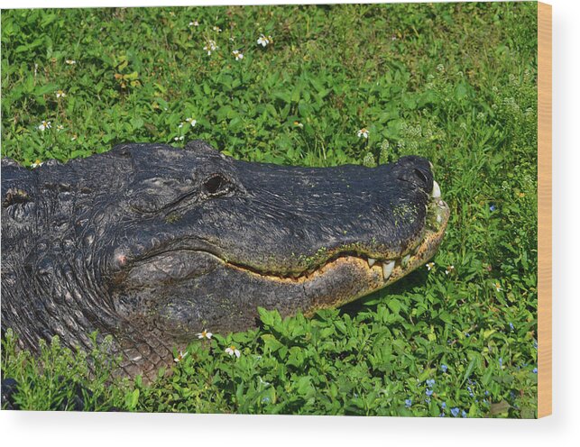  Wood Print featuring the photograph 34- Flower Gator by Joseph Keane