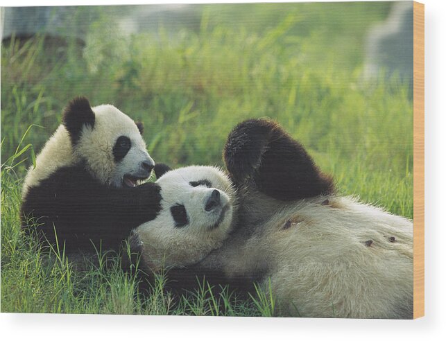 Mp Wood Print featuring the photograph Giant Panda Ailuropoda Melanoleuca #4 by Cyril Ruoso