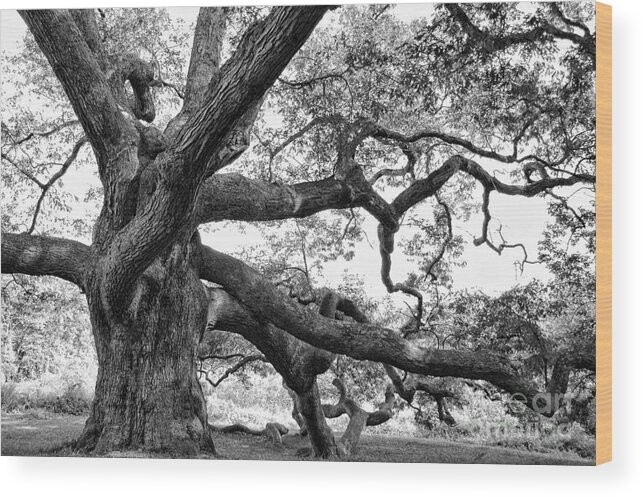 Tree Wood Print featuring the photograph Granby Oak #4 by HD Connelly