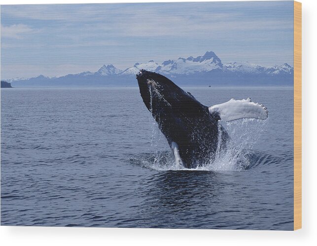 Mp Wood Print featuring the photograph Humpback Whale Megaptera Novaeangliae #4 by Flip Nicklin